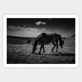 Grazing Horse Sticker